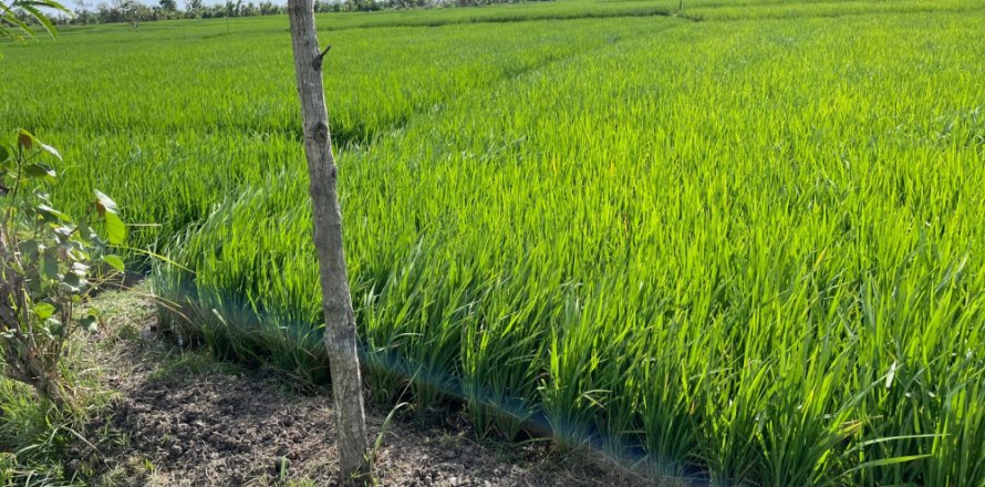 Land in Tabanan, Bali (12147)