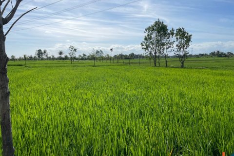 Land in Tabanan, Bali (12147) 4