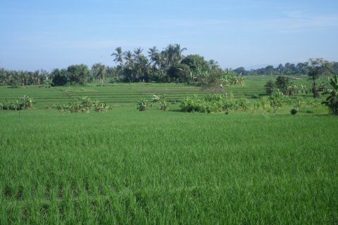 Tanah kavling di Bali (12325)