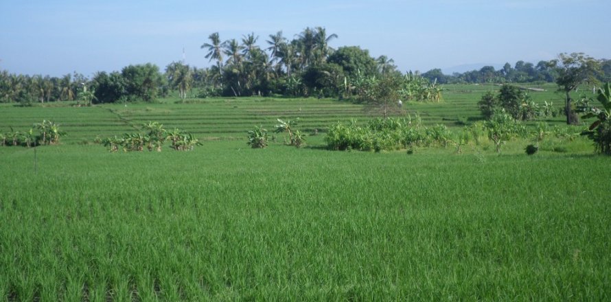 Land in Bali (12325)