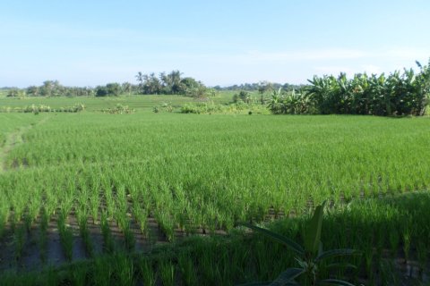 Land in Bali (12325) 2