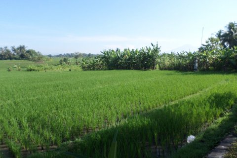 Land in Bali (12325) 3