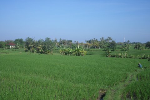 Land in Bali (12325) 4