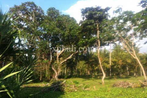 62440m2 Land in Negara, Jembrana, Bali (1060) 4