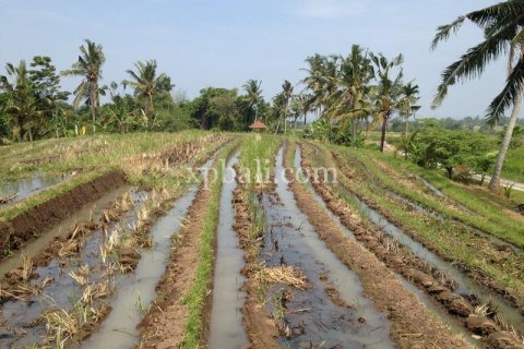 7715m2 Land in Tabanan, Bali (1062) 2