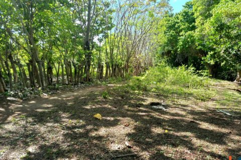 Land in Bali (12241) 4