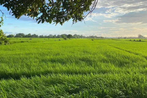 Land in Kediri, Tabanan, Bali (14046) 2