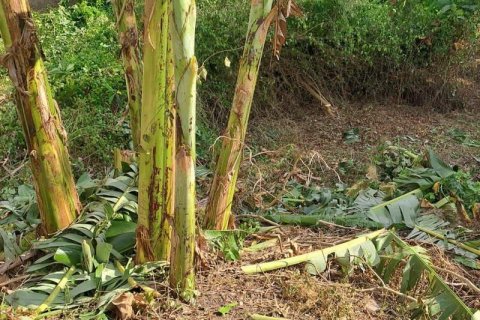 540m2 Land in Seminyak, Badung, Bali (5744) 16