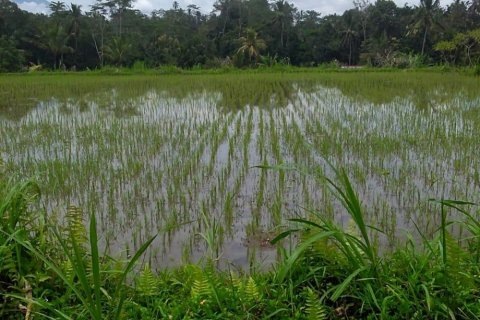 Tanah kavling di Tegallalang, Gianyar, Bali (12286)