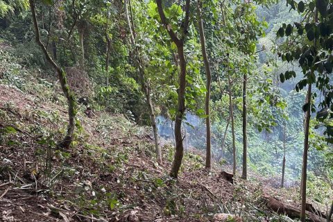 1204m2 Land in Tabanan, Bali (9290) 10