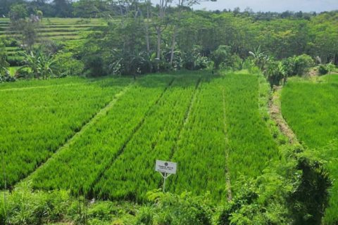500m2 Land in Gianyar, Bali (5176) 3