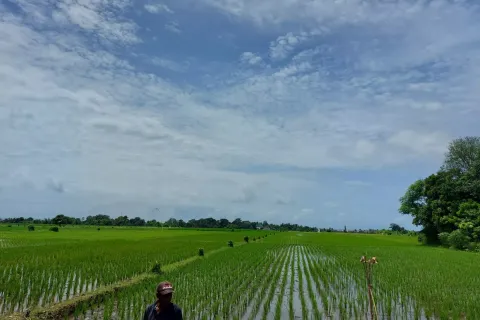 Tanah kavling di Kediri, Tabanan, Bali (14023)